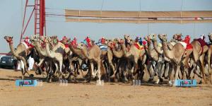 مهرجان "الهجن" في العريش.. حدث رياضي يربط الماضي بالحاضر ويعزز التنمية المحلية