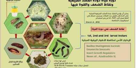 دودة الحشد الخريفية تهدد الأمن الغذائي ومعركة عالمية لمواجهة الخطر القادم