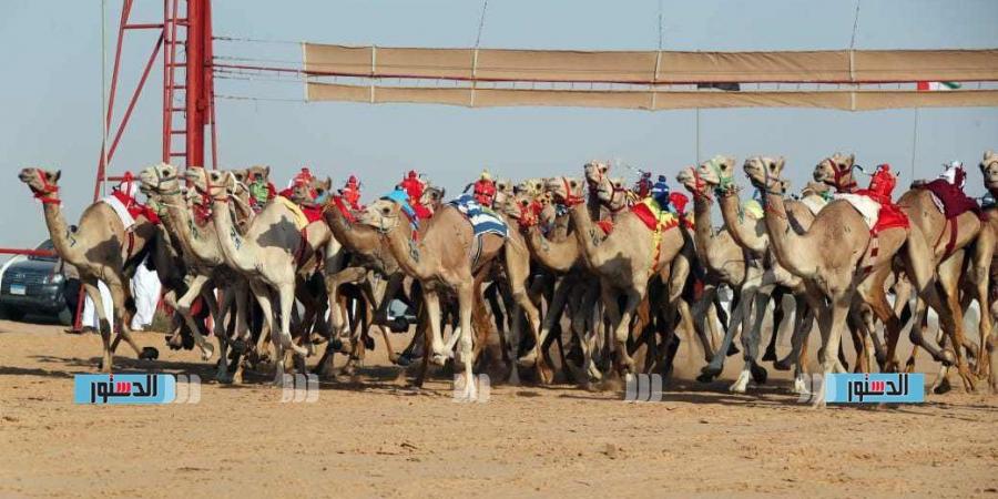 مهرجان "الهجن" في العريش.. حدث رياضي يربط الماضي بالحاضر ويعزز التنمية المحلية