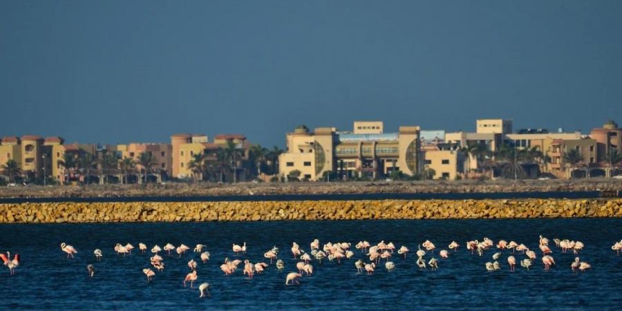 هجرة الطيور بمحمية أشتوم الجميل غرب بورسعيد..ومصر تشهد مرور أكثر من 500 نوع - سعودي فايف