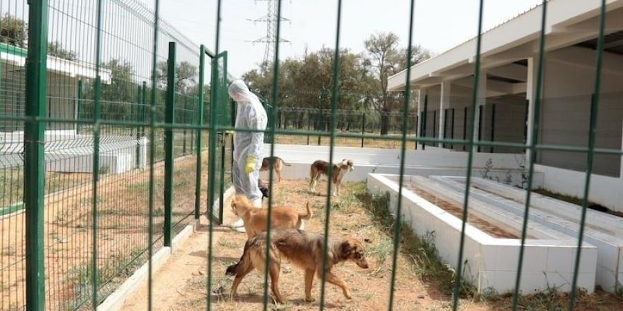 شبكة دولية توصي المغرب بتوفير ملاجئ للكلاب الضالة استعدادا لكأس العالم