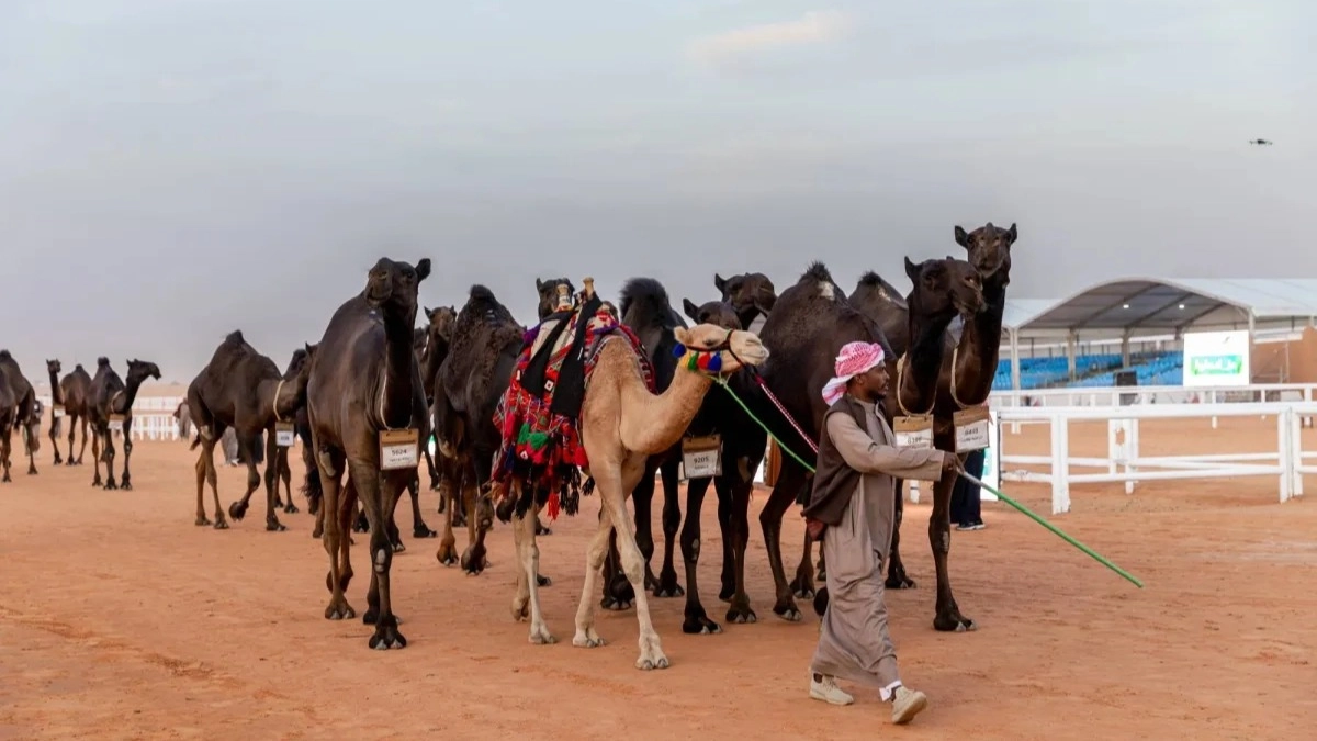 تصويت منقية الجزيرة … رابط تصويت الصياهد عبر منصة راعي النظر raialnadhar.com الدور قبل النهائي