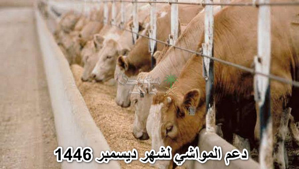 الاستعلام عن دعم المواشي لشهر ديسمبر 1446 وشروط التقديم