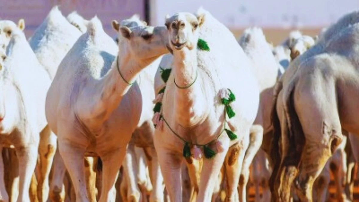 مهرجان الملك عبد العزيز للإبل … رابط تصويت الصياهد مسابقة منقية الجزيرة 2025