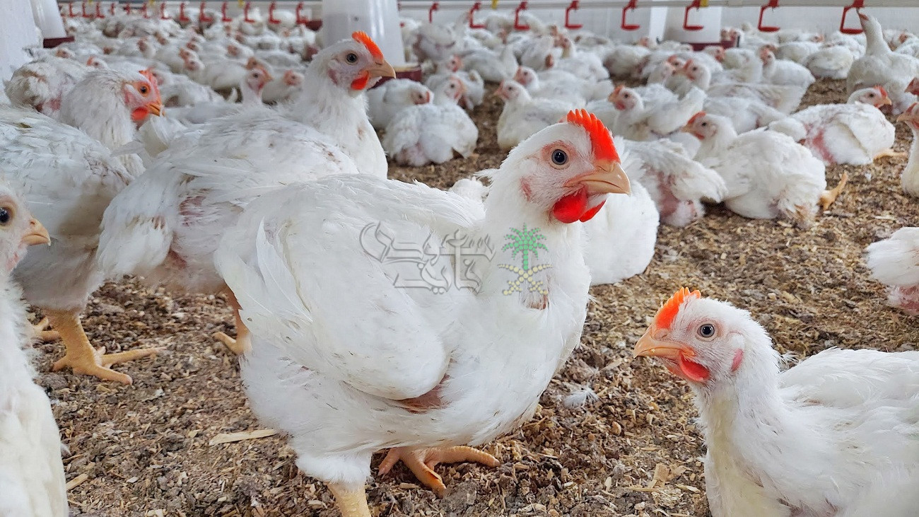 اسعار الفراخ اليوم السبت 12 – 7 – 2025 في بورصة الدواجن.. نشتري ولا لسه؟