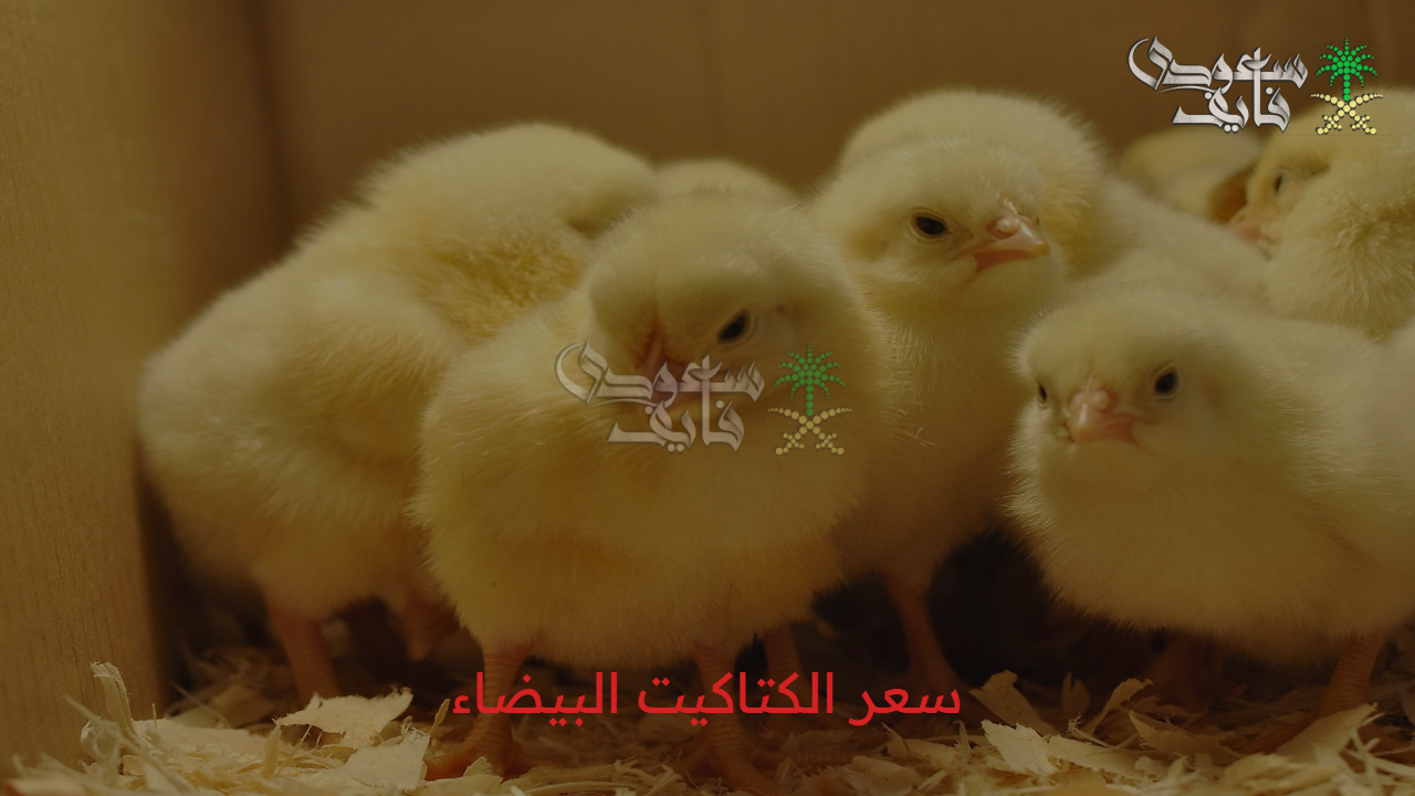 “أسعار مستقرة” سعر الكتاكيت البيضاء والطيور اليوم 19 يوليو 2025 في الأسواق وبورة الدواجن