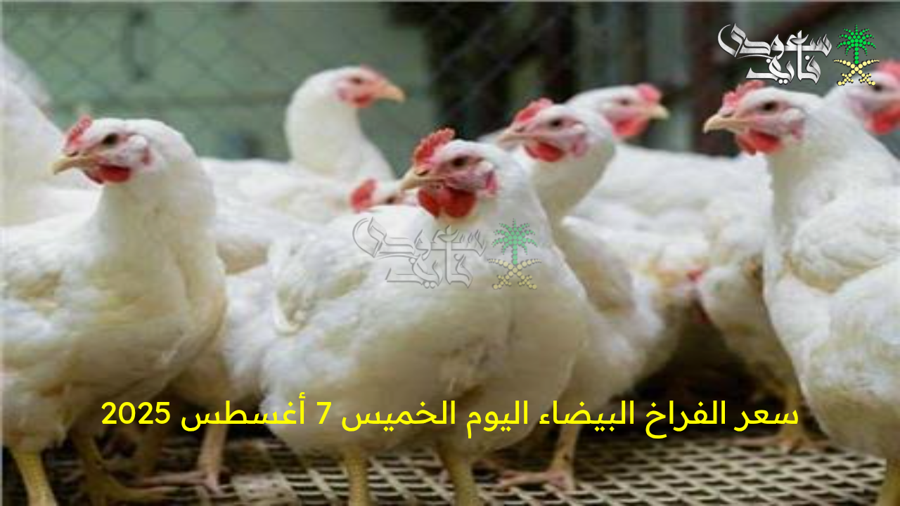 “استقرار نسبي في سعر الفراخ البيضاء اليوم الخميس 7 أغسطس 2025 مع متابعة لحركة السوق المحلي”