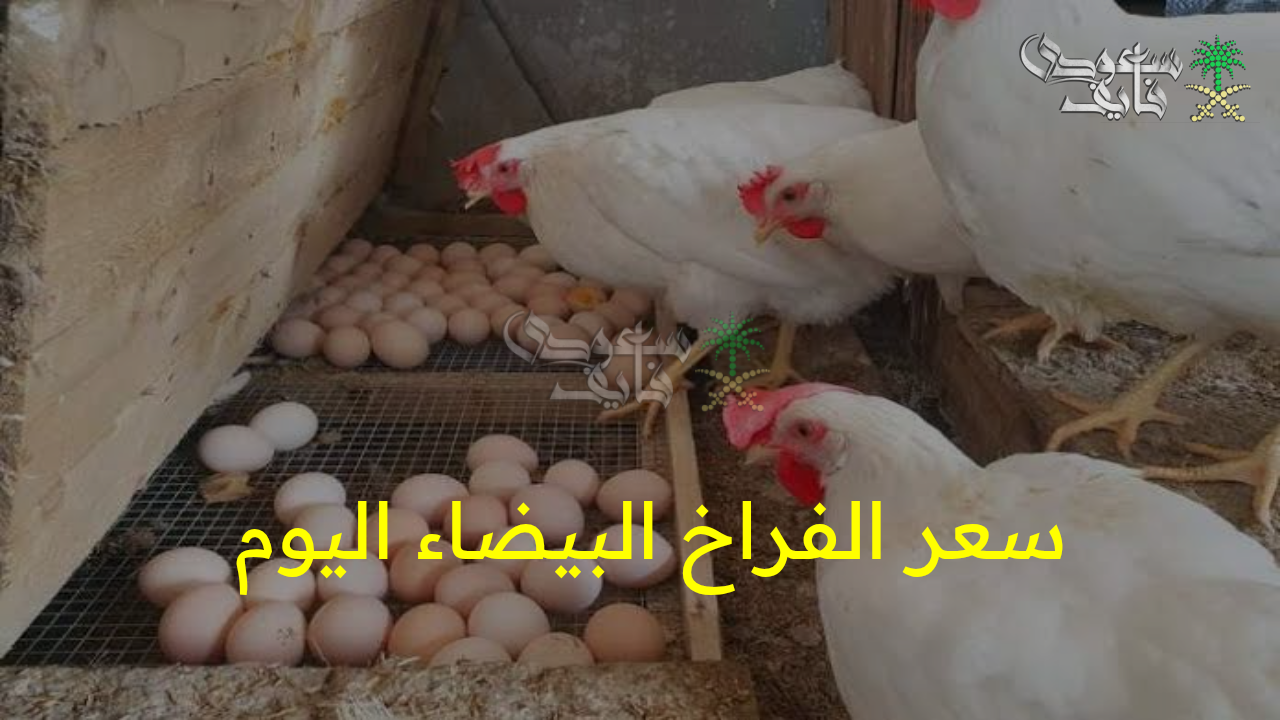 “قفزة جديدة في الأسعار”.. سعر الفراخ البيضاء اليوم الأحد يشعل السوق المصري ويفاجئ المستهلكين