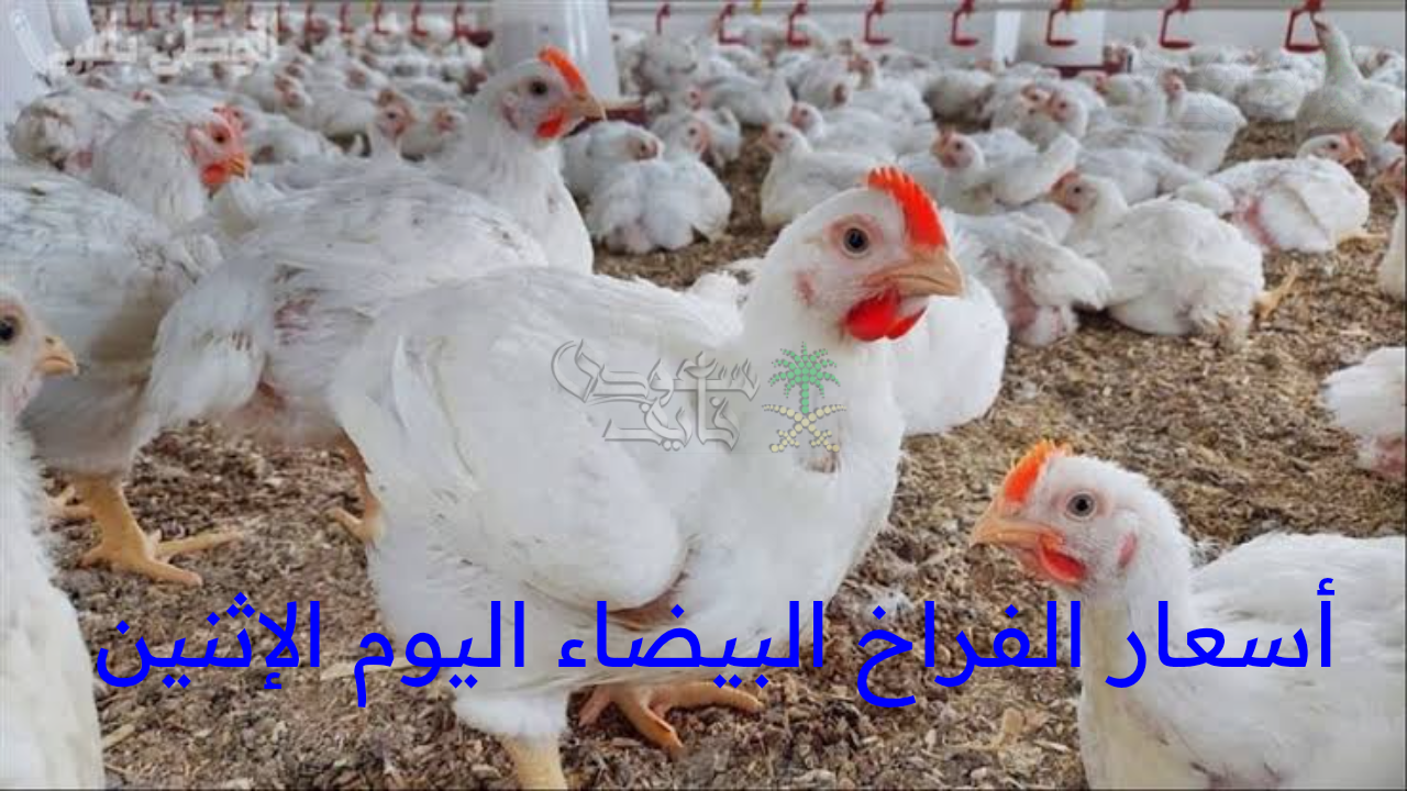 “مفاجأة في أسعار الفراخ البيضاء اليوم الإثنين تشعل بورصة الدواجن!”