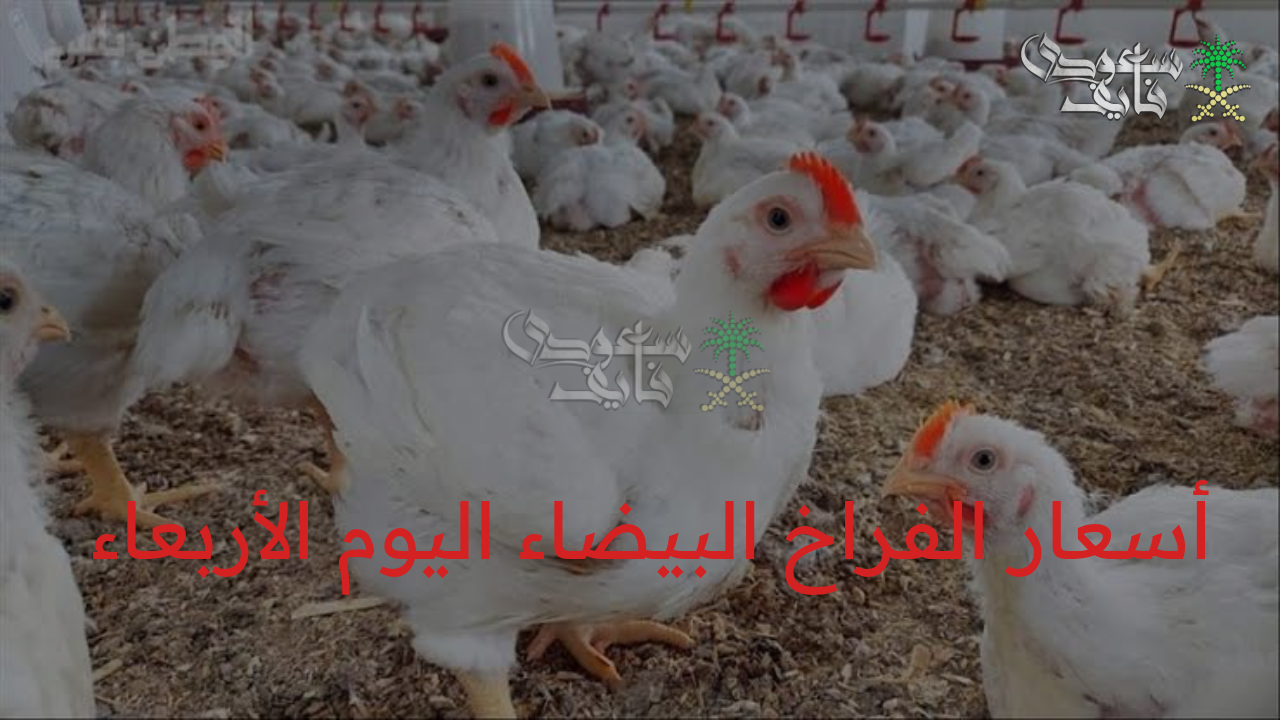 مفاجأة الأسواق.. أسعار الفراخ البيضاء اليوم الأربعاء 20 أغسطس تشعل بورصة الدواجن!