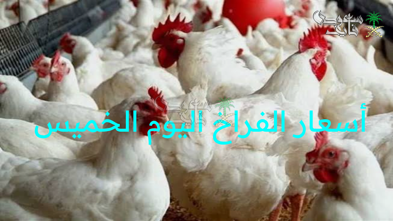 أسعار الفراخ اليوم الخميس 21 أغسطس 2025.. بورصة الدواجن تفاجئ السوق المحلي!