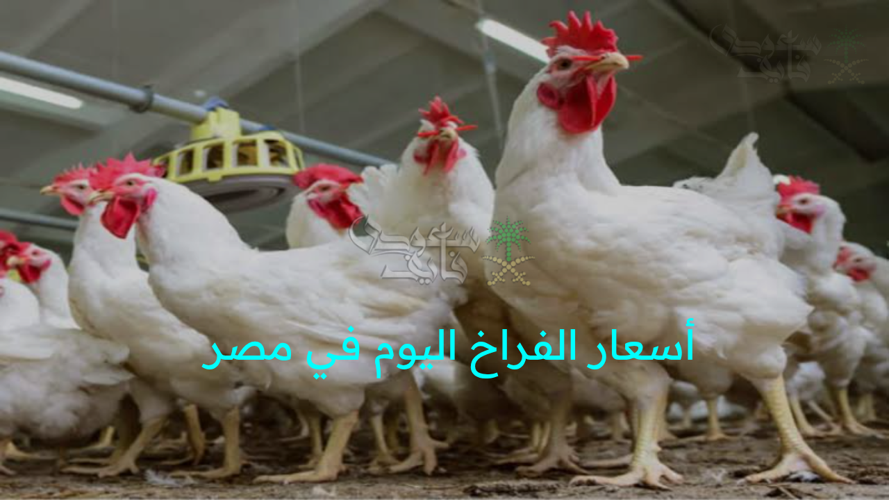قفزة غير متوقعة في أسعار الفراخ اليوم في مصر الإثنين 25 أغسطس تهز بورصة الدواجن