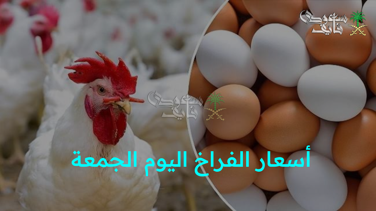“بورصة الدواجن تكشف أسعار الفراخ اليوم الجمعة 29 أغسطس في الأسواق للمستهلكين”