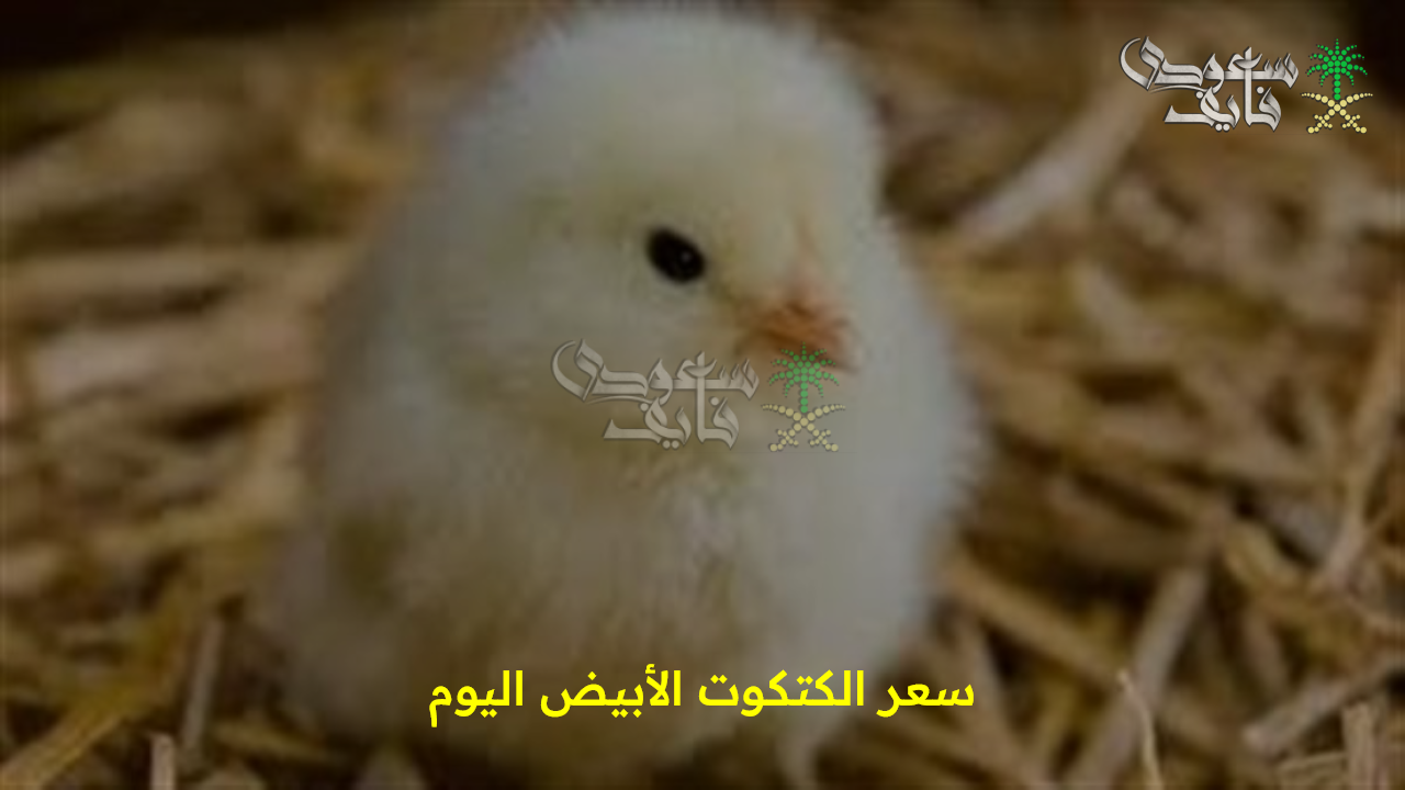 شوف وصلت لكام…. سعر الكتكوت الأبيض اليوم