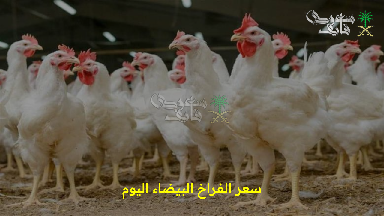 بعد آخر استقرار لها.. سعر الفراخ البيضاء اليوم في بورصة الدواجن والأسواق المحلية