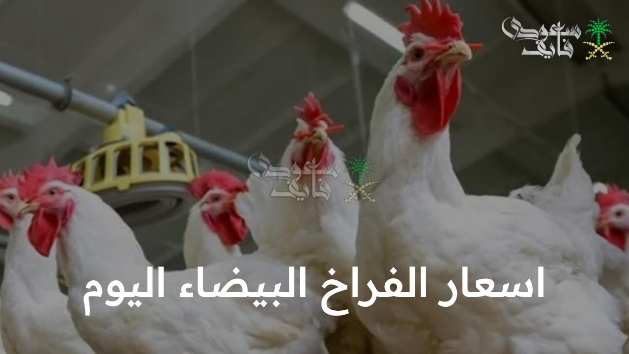 بكم الفراخ اليوم.. أسعار الفراخ البيضاء اليوم السبت 30/8/2025 في الأسواق