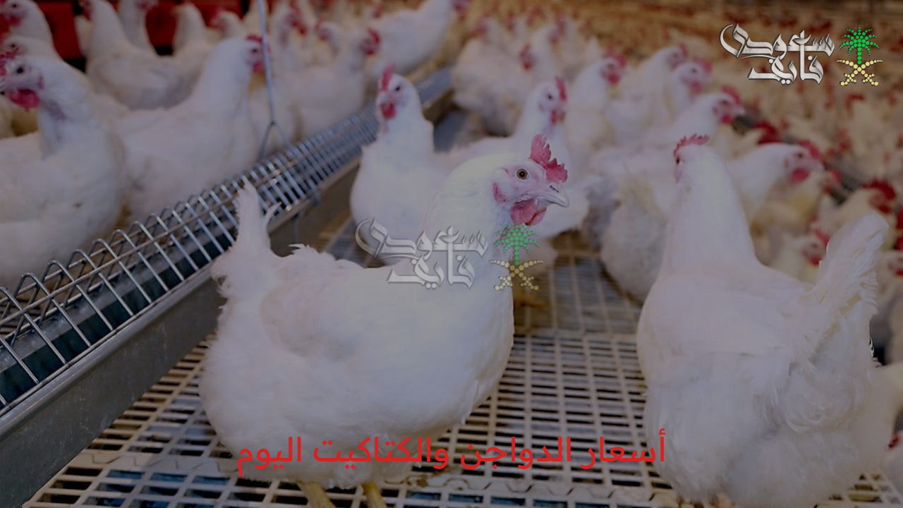 اسعار الفراخ البيضاء اليوم.. استقرار نسبي في أسعار الدواجن والكتاكيت اليوم الجمعة 22 /8/ 2025