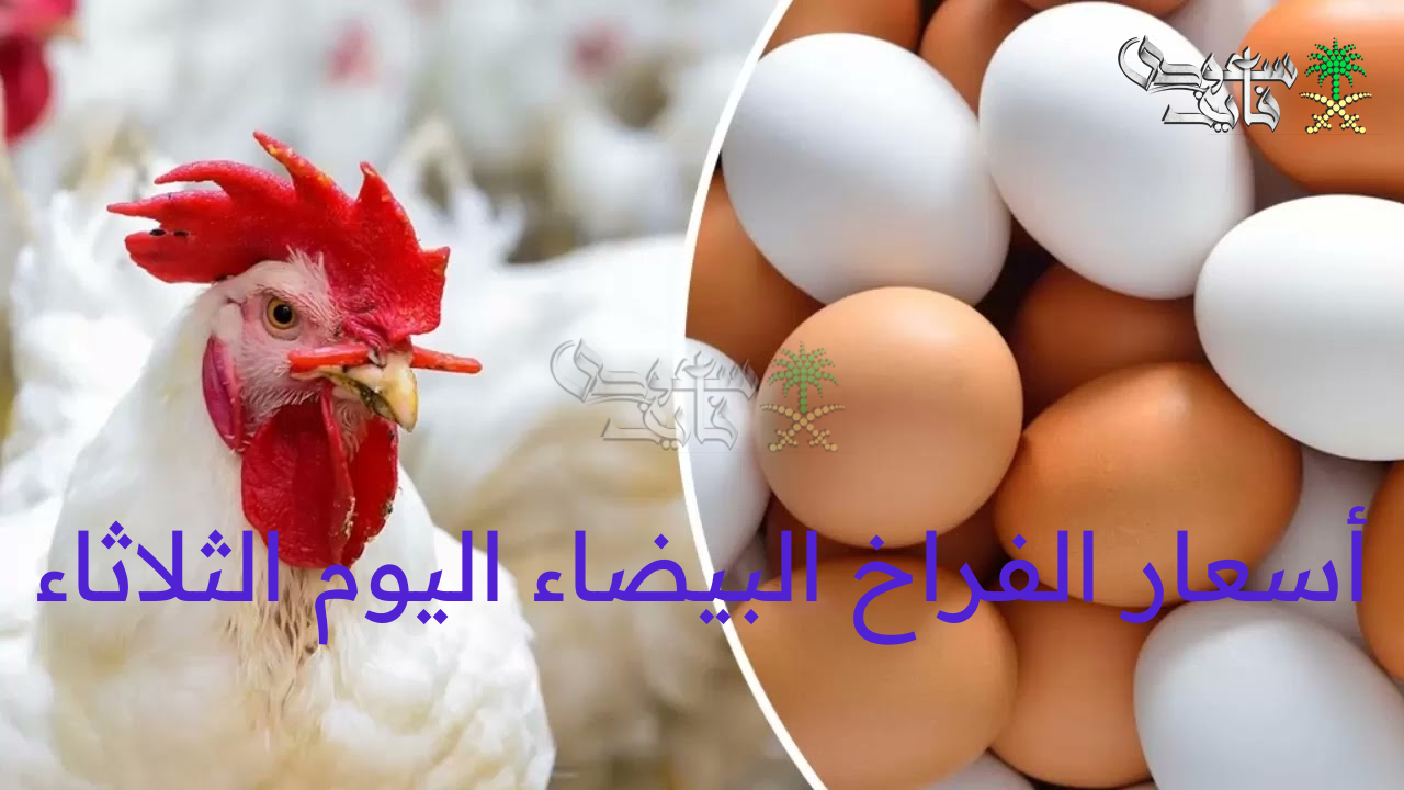 أسعار الفراخ البيضاء اليوم الثلاثاء 5 أغسطس 2025 في بورصة الدواجن الرئيسية