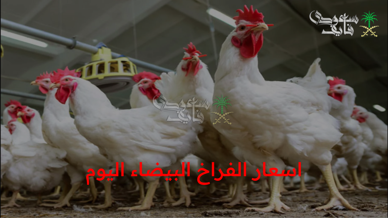 تحركات اسعار الفراخ البيضاء اليوم الثلاثاء وثبات ملحوظ لأسعار البيض والبط