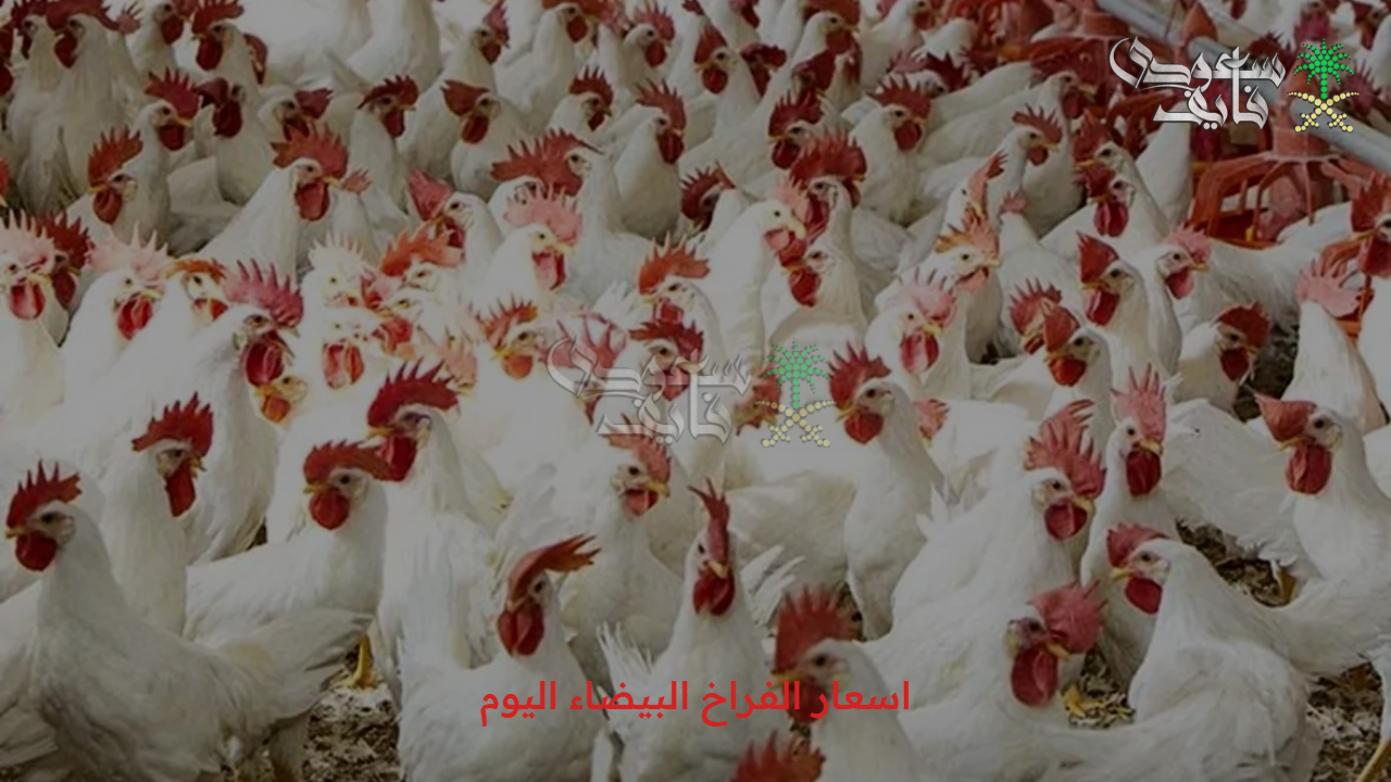 الفراخ بكام النهاردة.. اسعار الفراخ البيضاء اليوم الأحد 31/8/2025 في الأسواق 