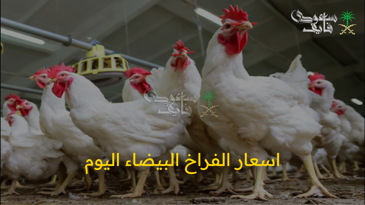 الكيلو بكام.. اسعار الفراخ البيضاء اليوم الخميس 21 أغسطس 2025 في الأسواق والمحلات التجارية