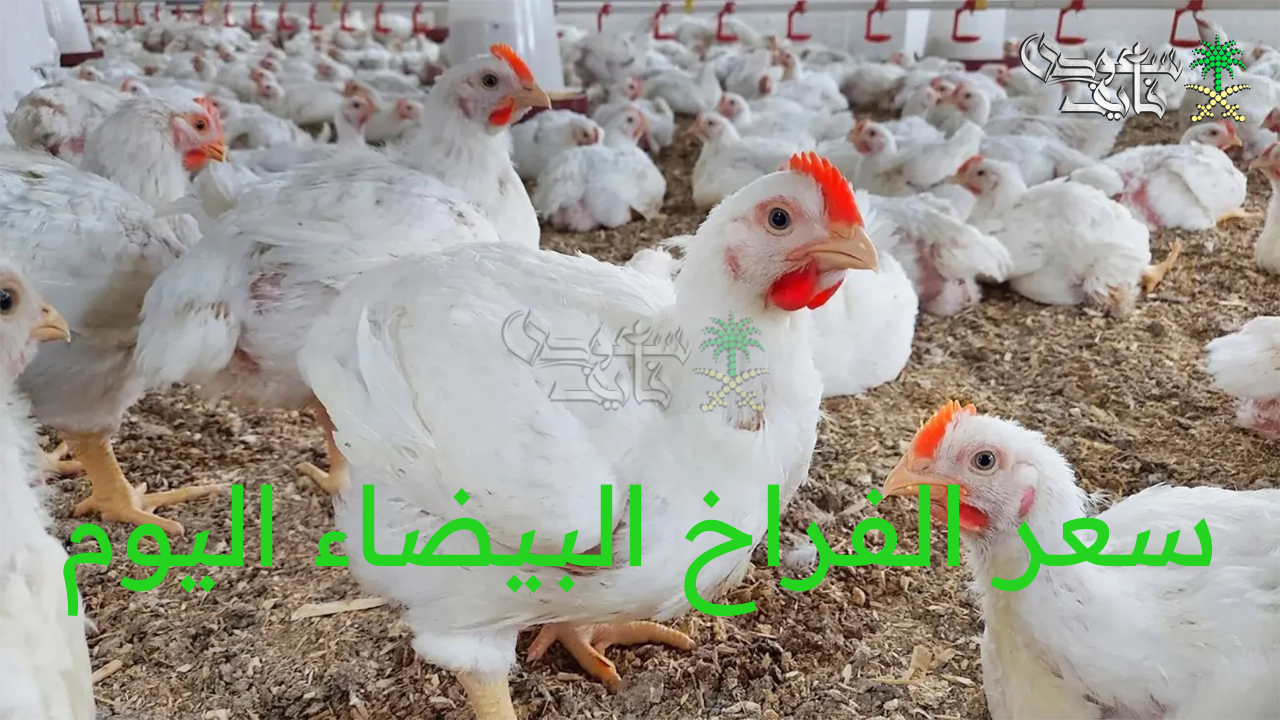 سعر الفراخ البيضاء اليوم الأحد 10 أغسطس 2025 في بورصة الدواجن الرئيسية