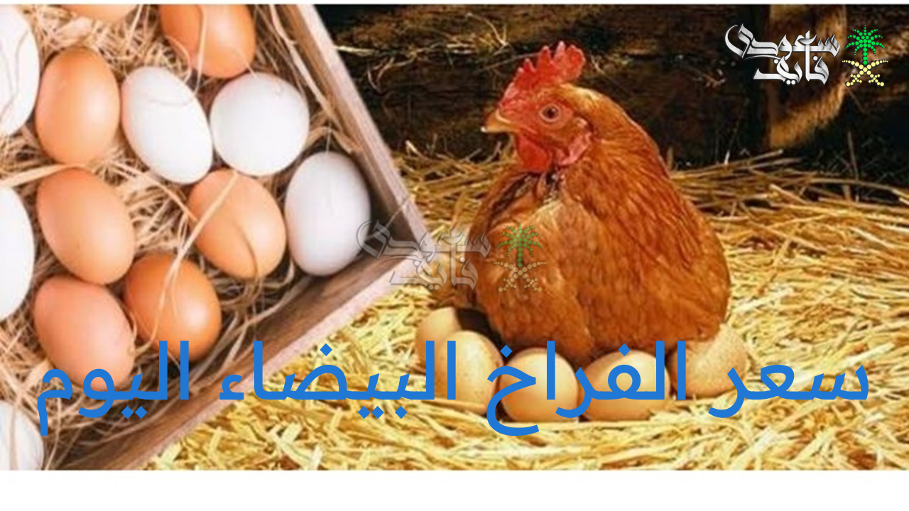 سعر الفراخ البيضاء اليوم الثلاثاء 12 أغسطس 2025 وأسعار البيض والكتاكيت بالأسواق