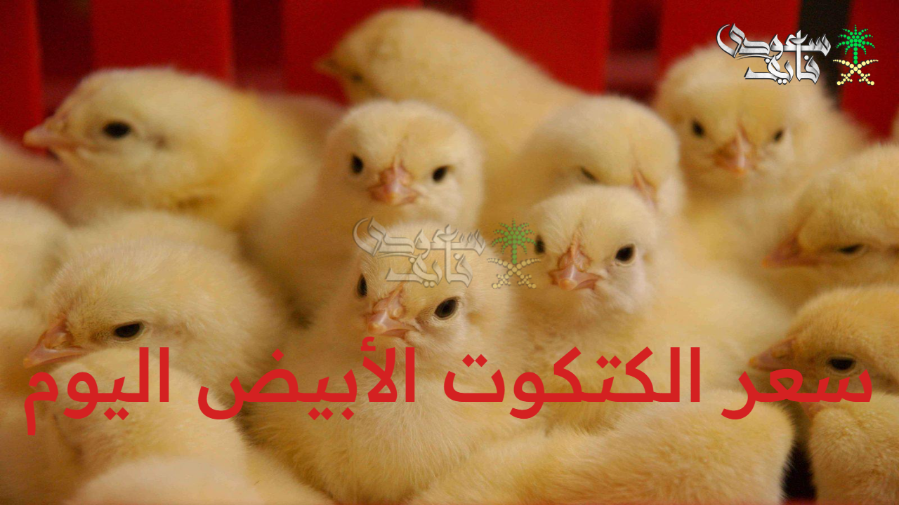 سعر الكتكوت الأبيض اليوم الجمعة 29 أغسطس 2025 ببورصة الدواجن في مصر