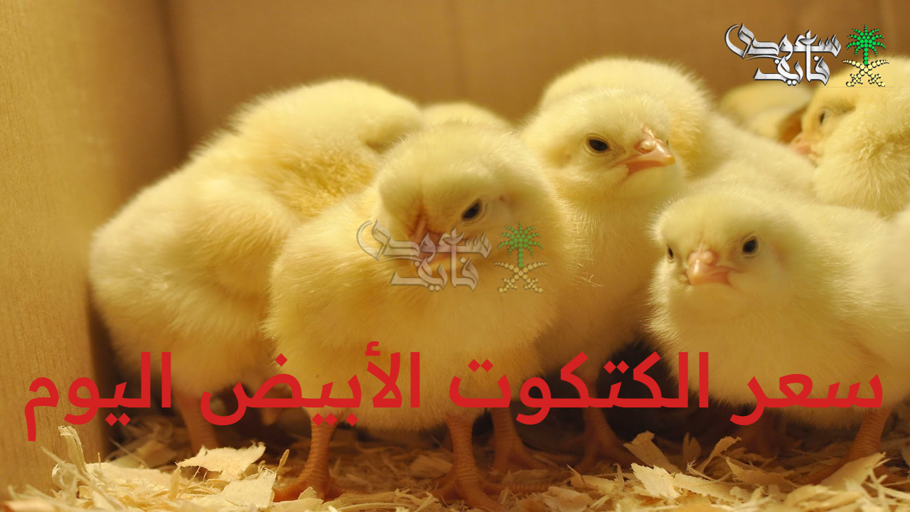 سعر الكتكوت الأبيض اليوم الخميس 28 أغسطس 2025 ببورصة الدواجن في مصر