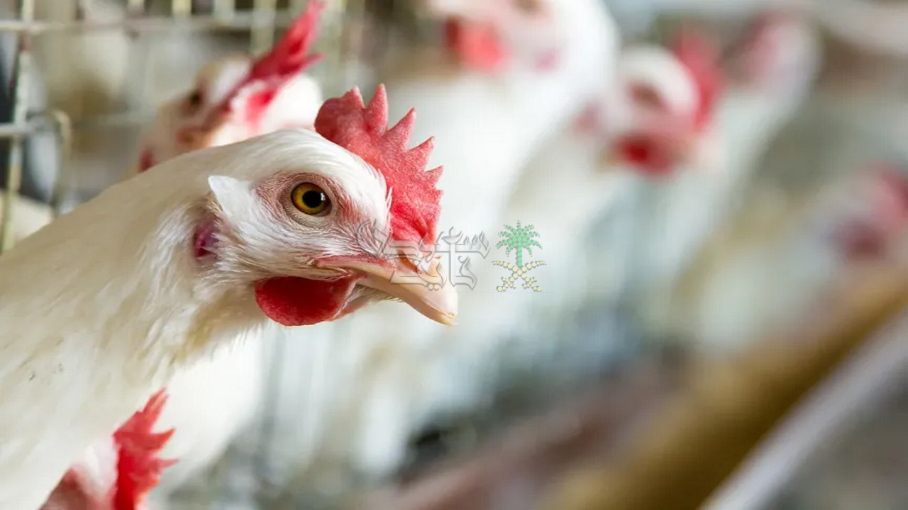 اسعار الفراخ البيضاء اليوم الاثنين 29-9-2025 في بورصة الدواجن