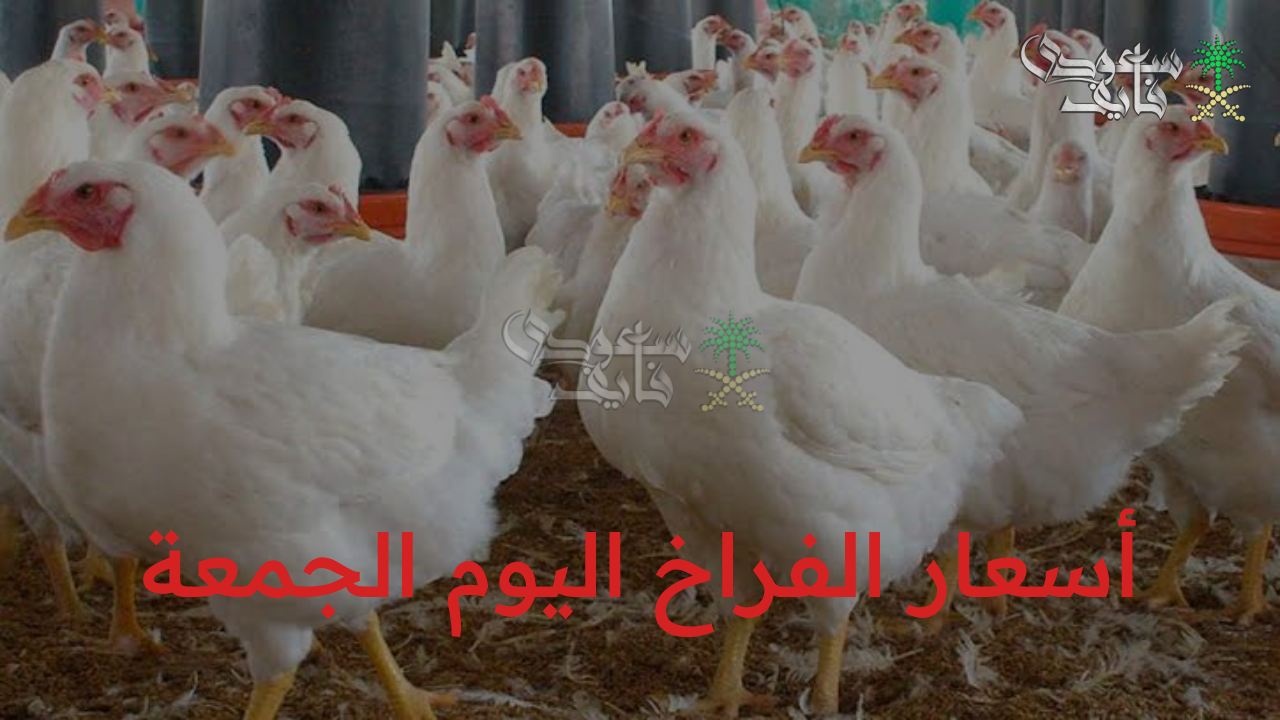 “انفجار مفاجئ في أسعار الفراخ اليوم السبت يشعل جدلا واسعا بين المستهلكين!”