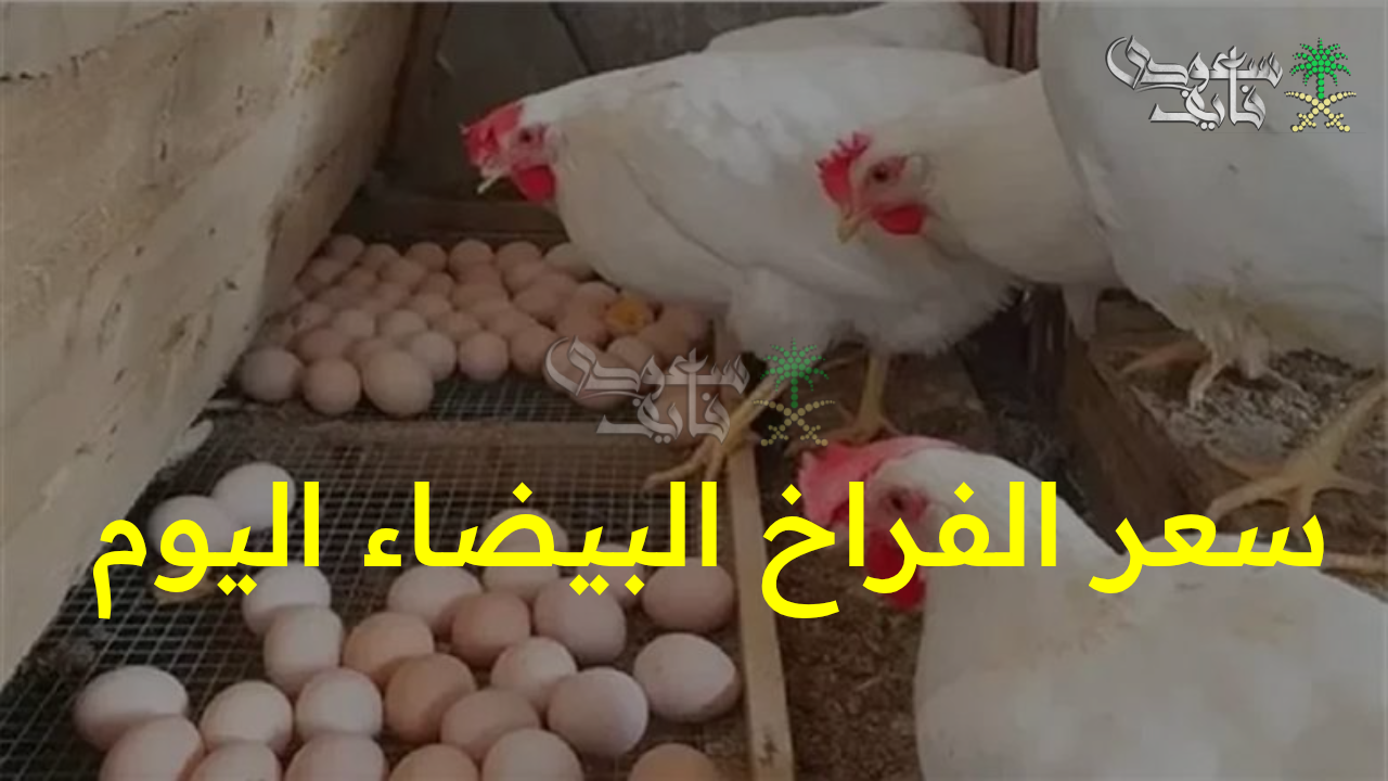 “مفاجآت جديدة تربك الأسواق.. سعر الفراخ البيضاء اليوم السبت 20 سبتمبر للتجار والمستهلكين””