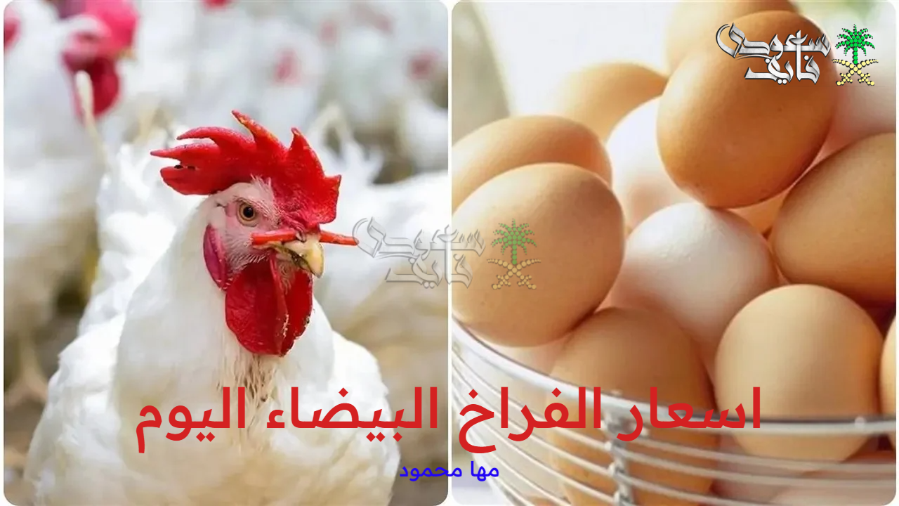 اسعار الفراخ البيضاء اليوم السبت 13 سبتمبر 2025 وسعر البيض والكتاكيت بالأسواق المصرية