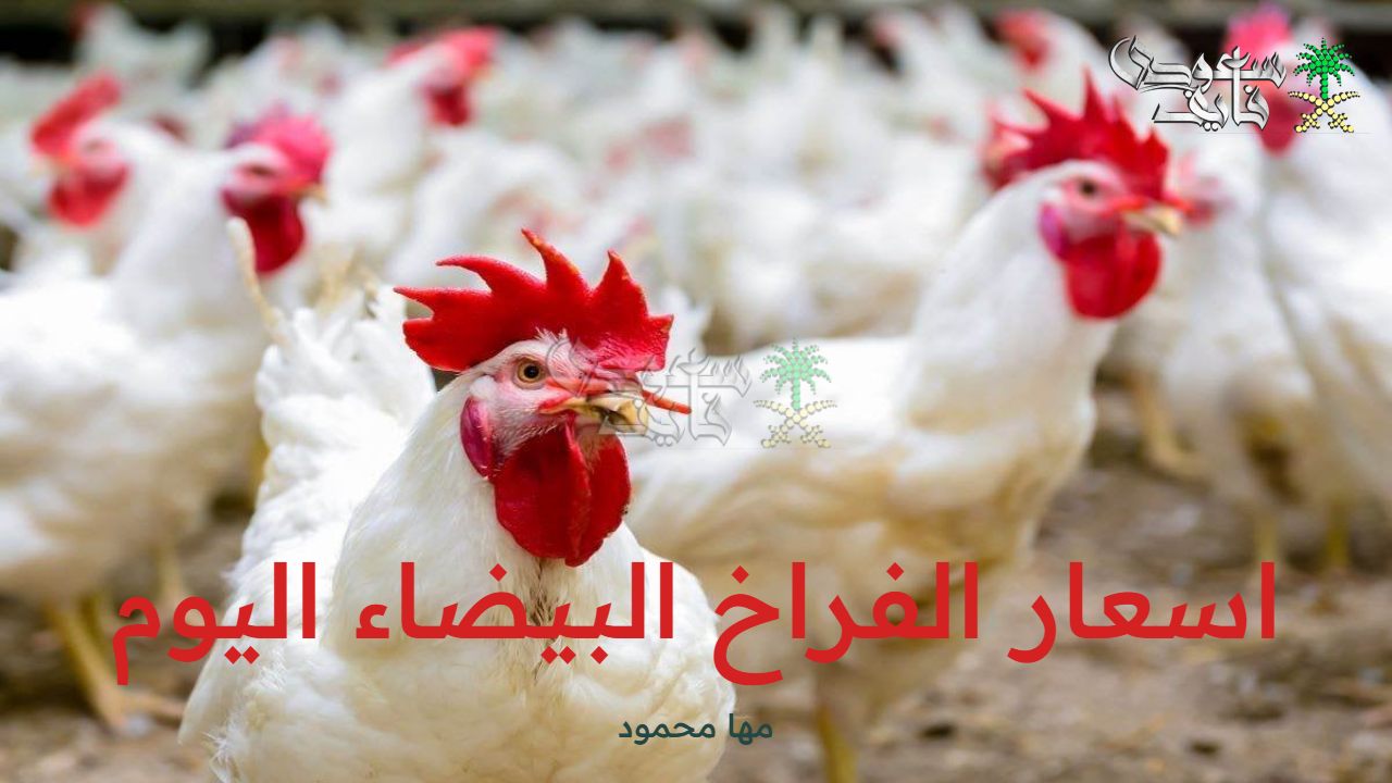 اسعار الفراخ البيضاء اليوم الأحد 14 سبتمبر 2025 وسعر البيض والبط بالأسواق المصرية