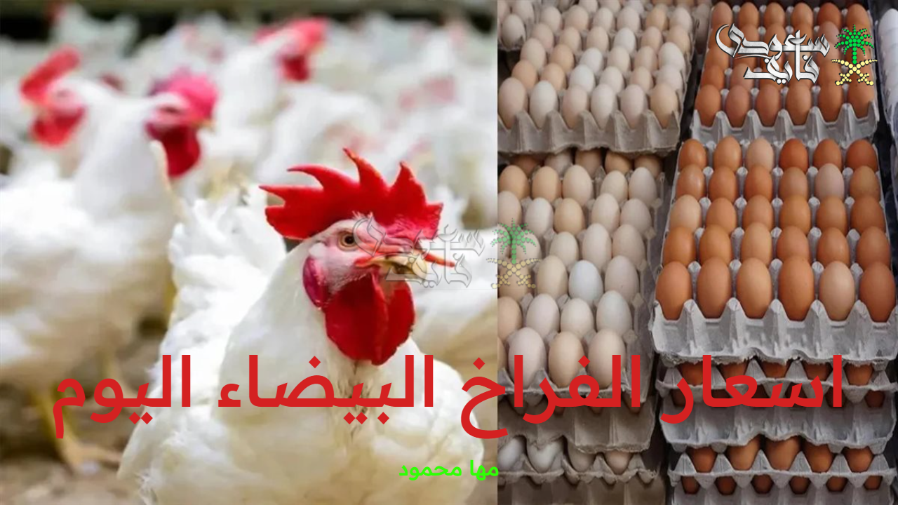 اسعار الفراخ البيضاء اليوم الاثنين 15 سبتمبر 2025 وسعر البيض اليوم بالمزارع والأسواق