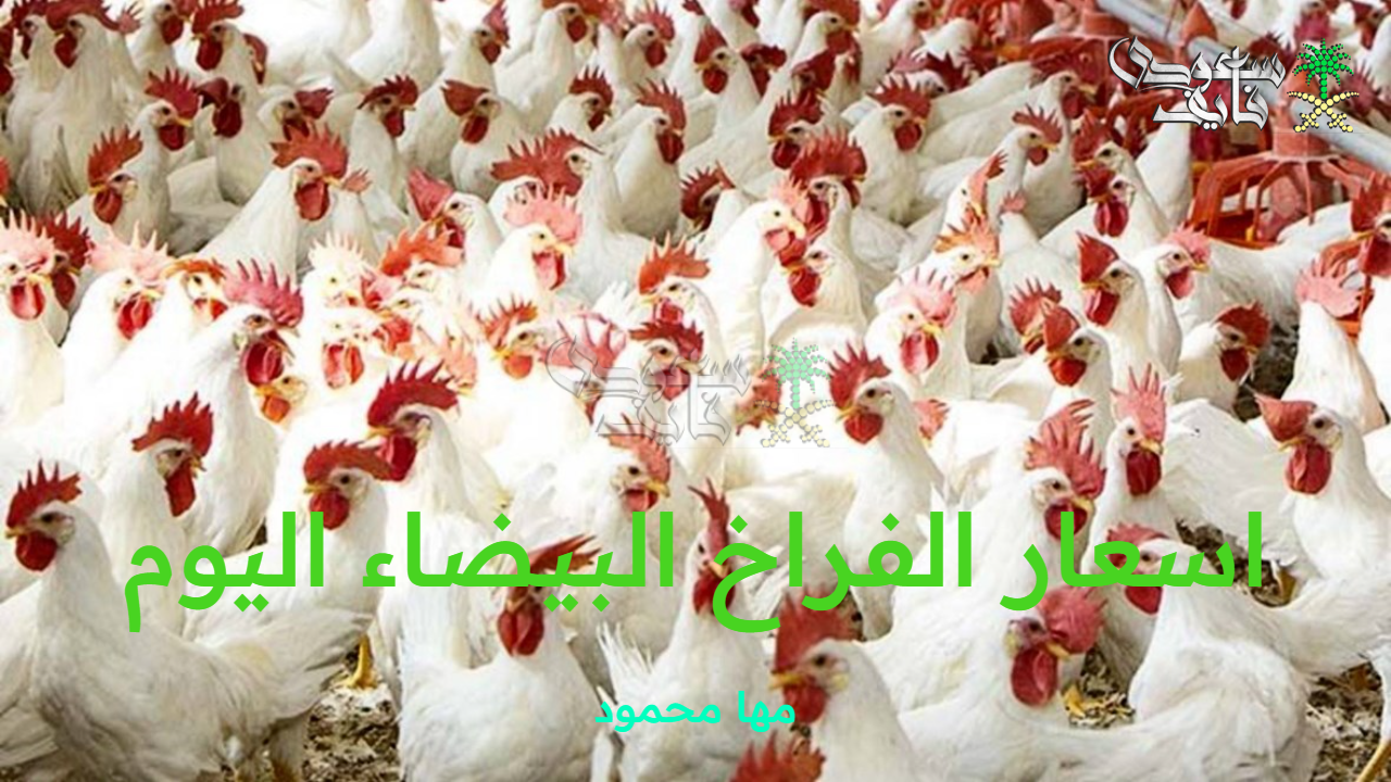 اسعار الفراخ البيضاء اليوم الثلاثاء 16 سبتمبر 2025 وسعر الكتاكيت والبط والحمام بالأسواق