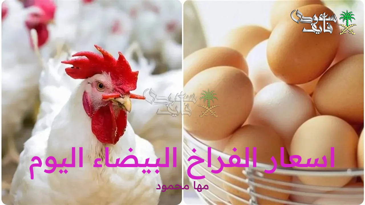 اسعار الفراخ البيضاء اليوم الأربعاء 17 سبتمبر 2025 وسعر البيض والكتاكيت بالأسواق
