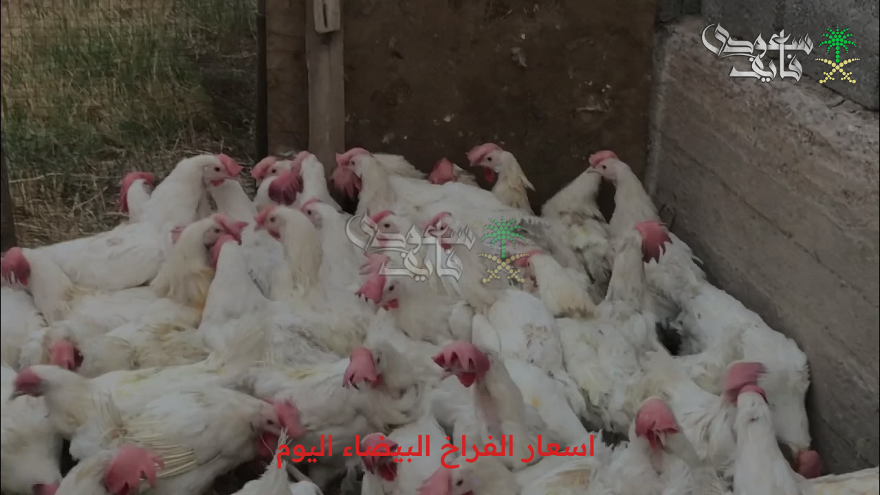 تابع لحظة بلحظة… اسعار الفراخ البيضاء اليوم الأربعاء 17 سبتمبر 2025 وأسعار الدواجن في محافظة الاقصر