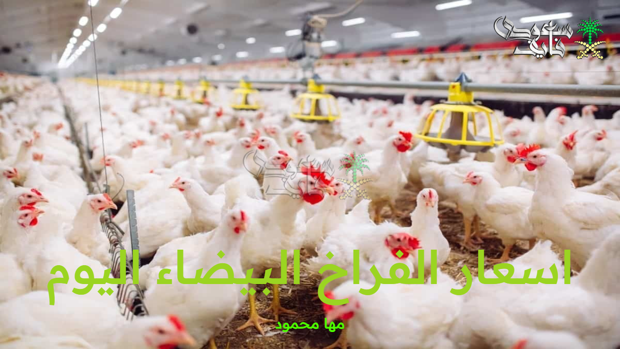 اسعار الفراخ البيضاء اليوم الخميس 18 سبتمبر 2025 وسعر البيض والكتاكيت بالأسواق والمزارع