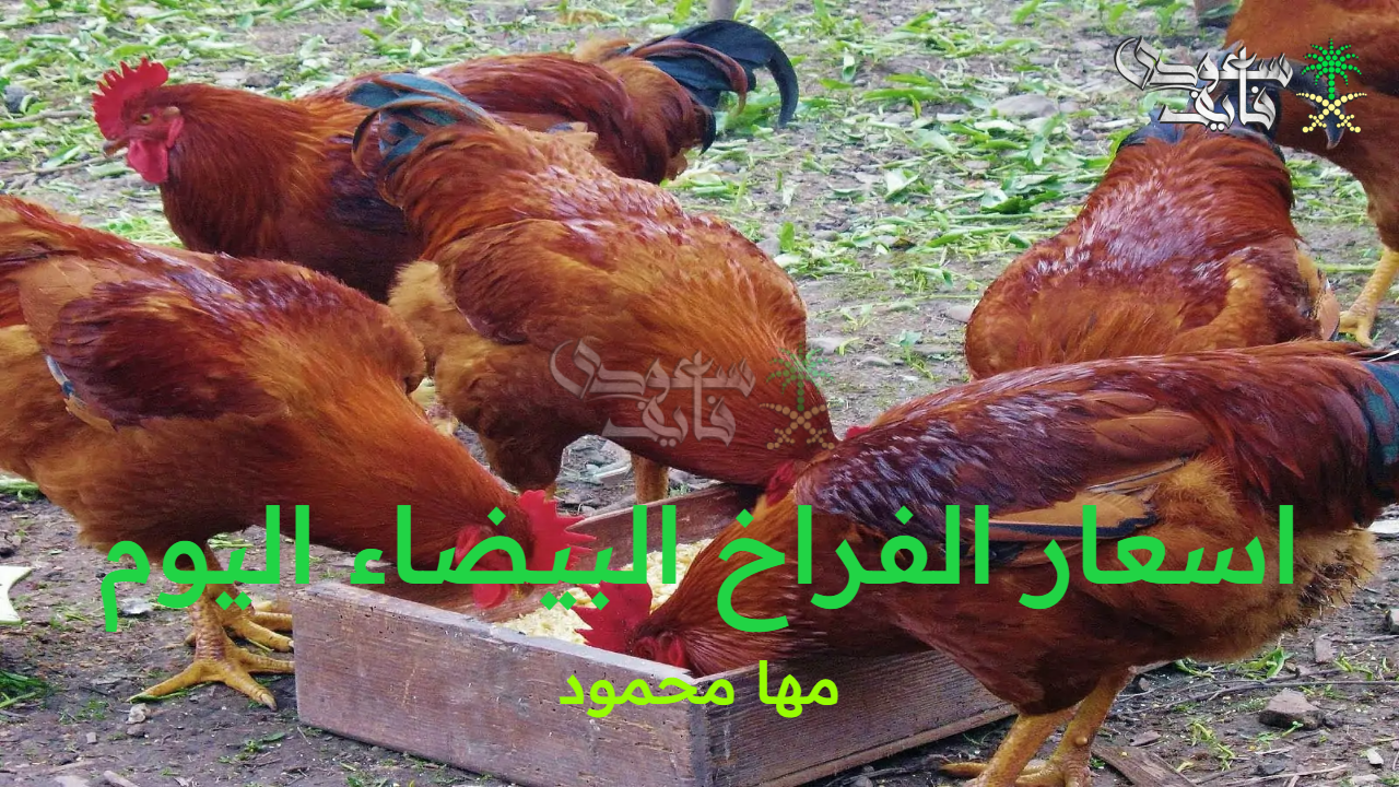 اسعار الفراخ البيضاء اليوم السبت 20 سبتمبر 2025 وسعر البيض والكتاكيت بالأسواق والمزارع