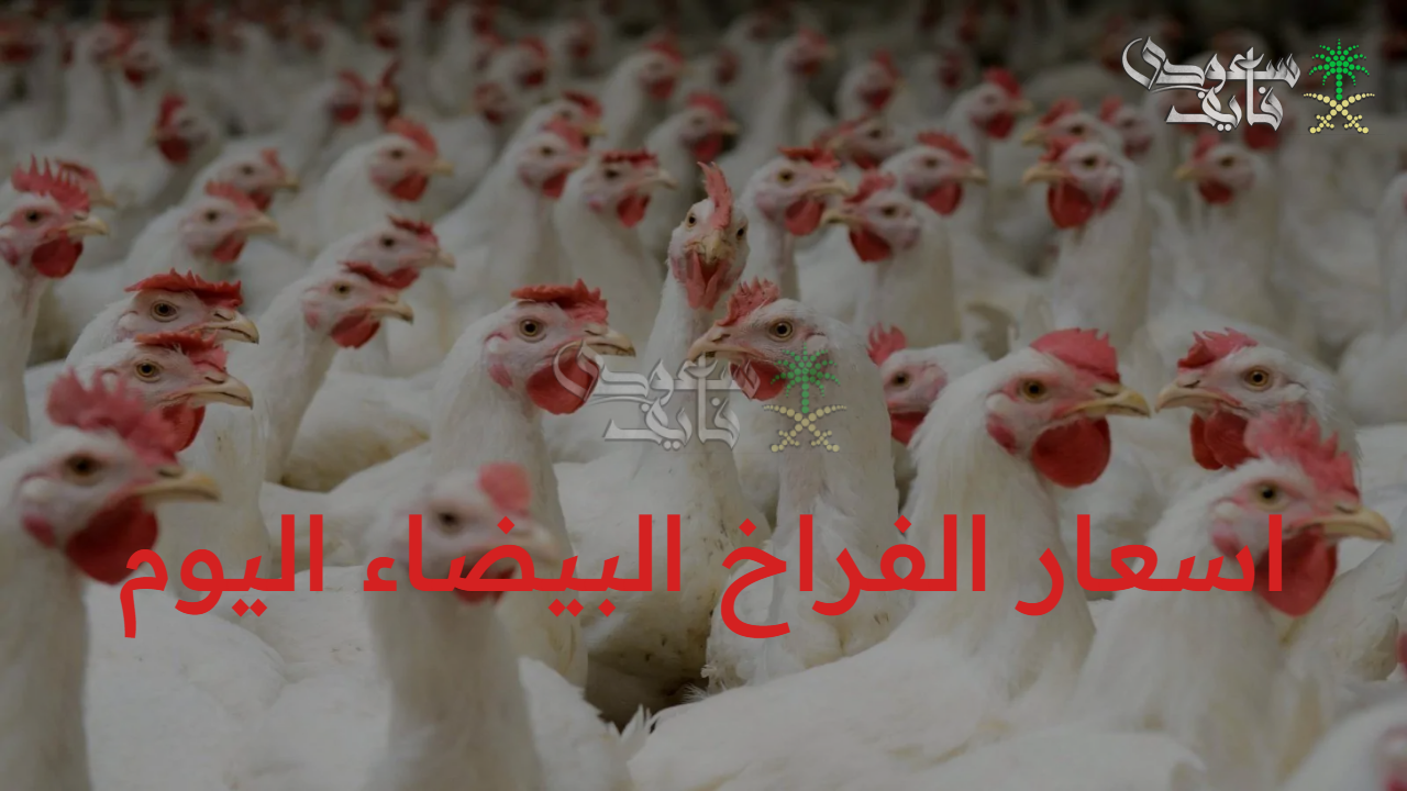 الفراخ وصلت لفين…. اسعار الفراخ البيضاء اليوم الأحد 7 سبتمبر 2025 في بورصة الدواجن