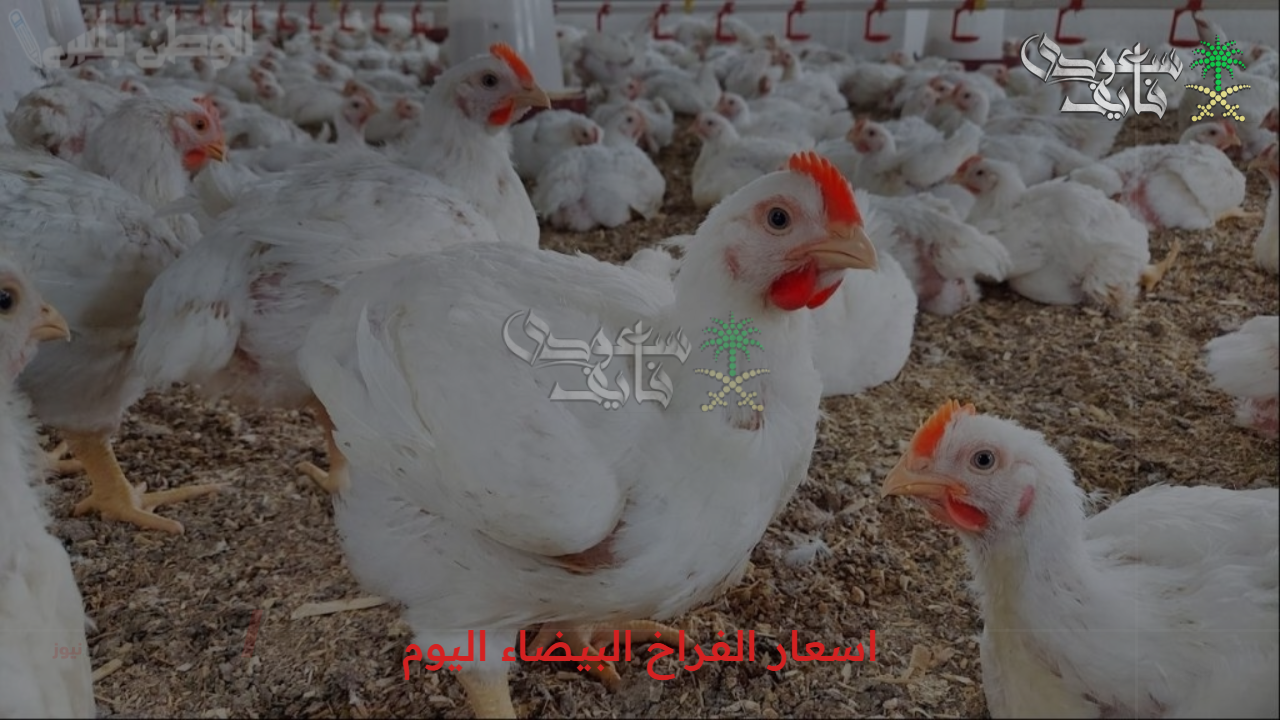 ياترى بكام؟.. مفاجأة بشأن اسعار الفراخ البيضاء اليوم الخميس 4 سبتمبر 2055