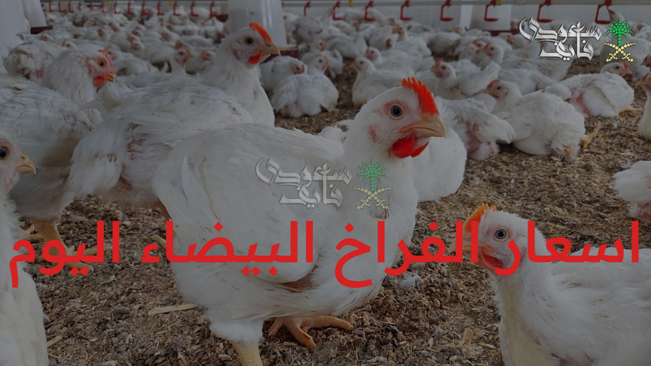 استقرار ملحوظ.. اعرف أحدث اسعار الفراخ البيضاء اليوم الجمعة في الأسواق والمحلات