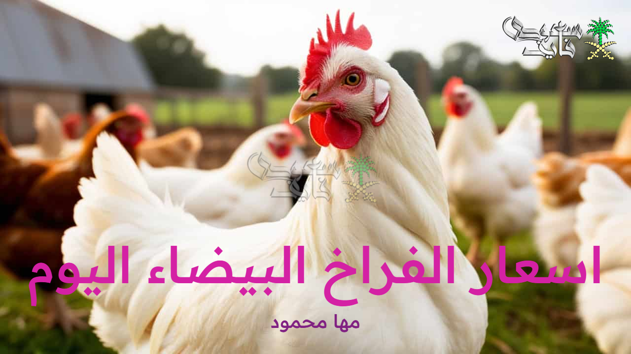 اسعار الفراخ البيضاء اليوم الجمعة 26 سبتمبر 2025 وسعر البيض والكتاكيت بالأسواق المصرية