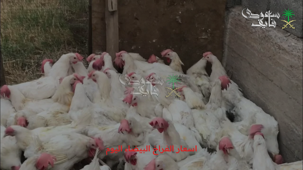 بكم الفراخ اليوم.. اسعار الفراخ البيضاء اليوم الجمعة 26/9/2025