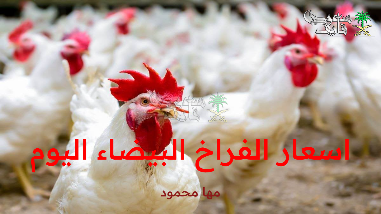 اسعار الفراخ البيضاء اليوم الإثنين 29 سبتمبر 2025 في البورصة والأسواق المصرية