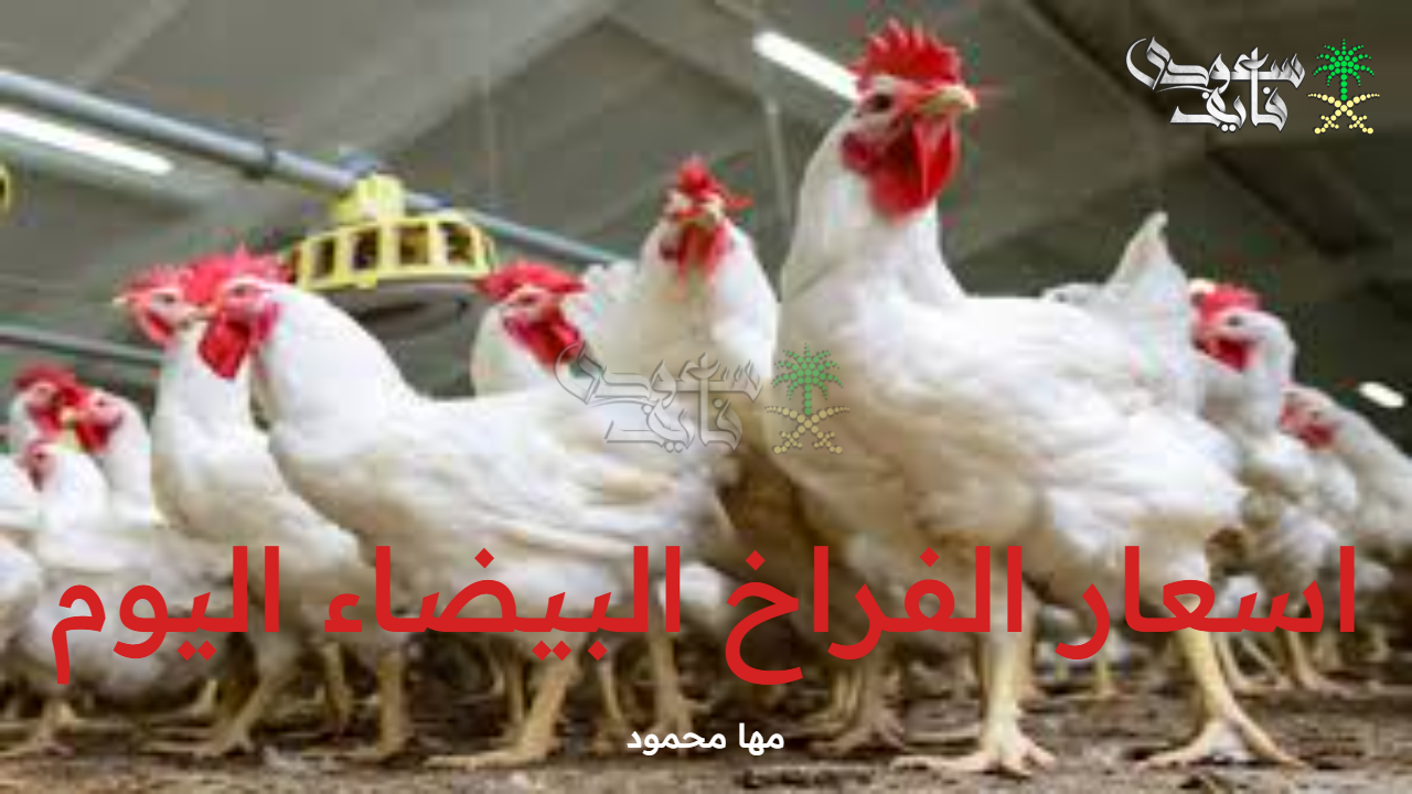 اسعار الفراخ البيضاء اليوم السبت 6 سبتمبر 2025 وسعر البيض والكتاكيت في الأسواق المصرية