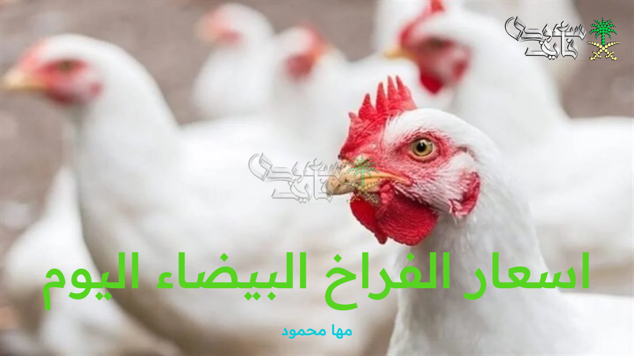 اسعار الفراخ البيضاء اليوم الإثنين 8 سبتمبر 2025 وسعر البيض والكتاكيت بالأسواق المصرية