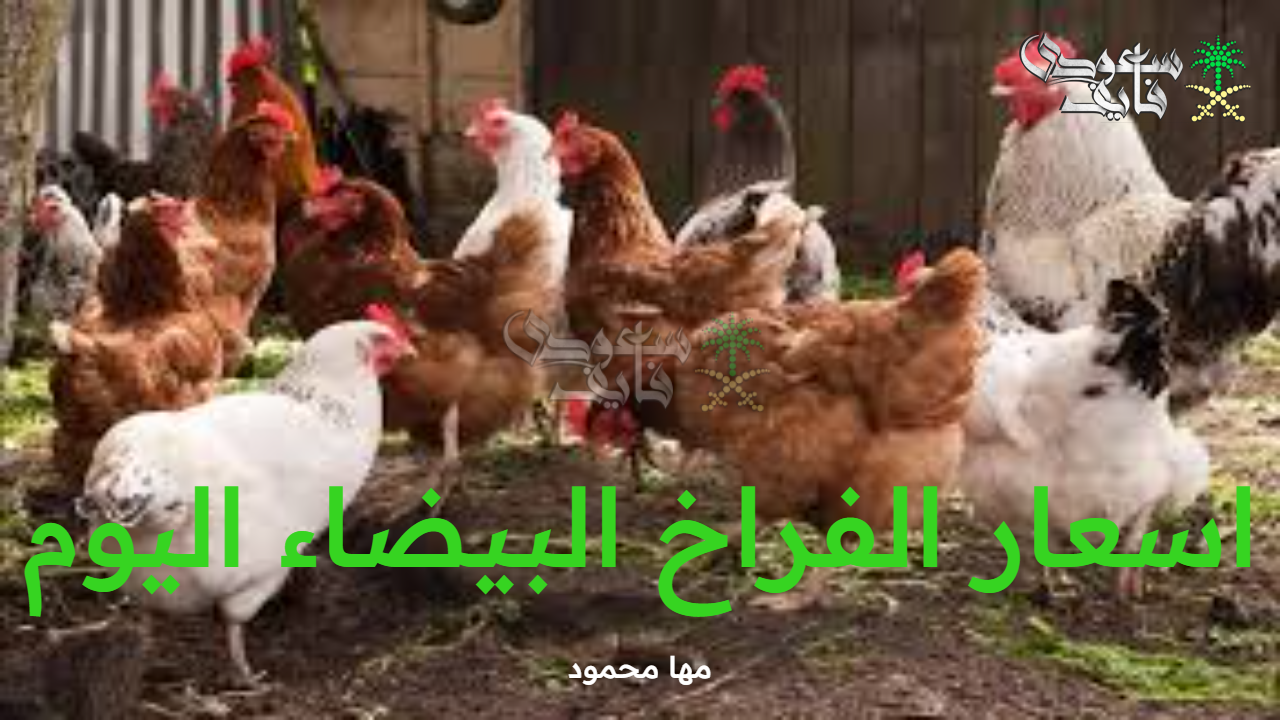 اسعار الفراخ البيضاء اليوم الأربعاء 10 سبتمبر 2025 وسعر البيض والكتاكيت بالأسواق المصرية