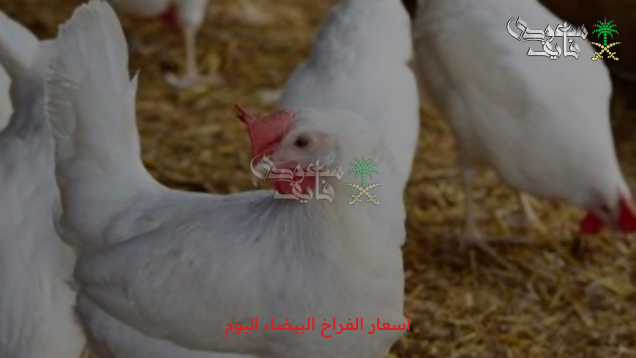 السعر وصل كام.. اسعار الفراخ البيضاء اليوم الأربعاء 10/9/2025 في الأسواق